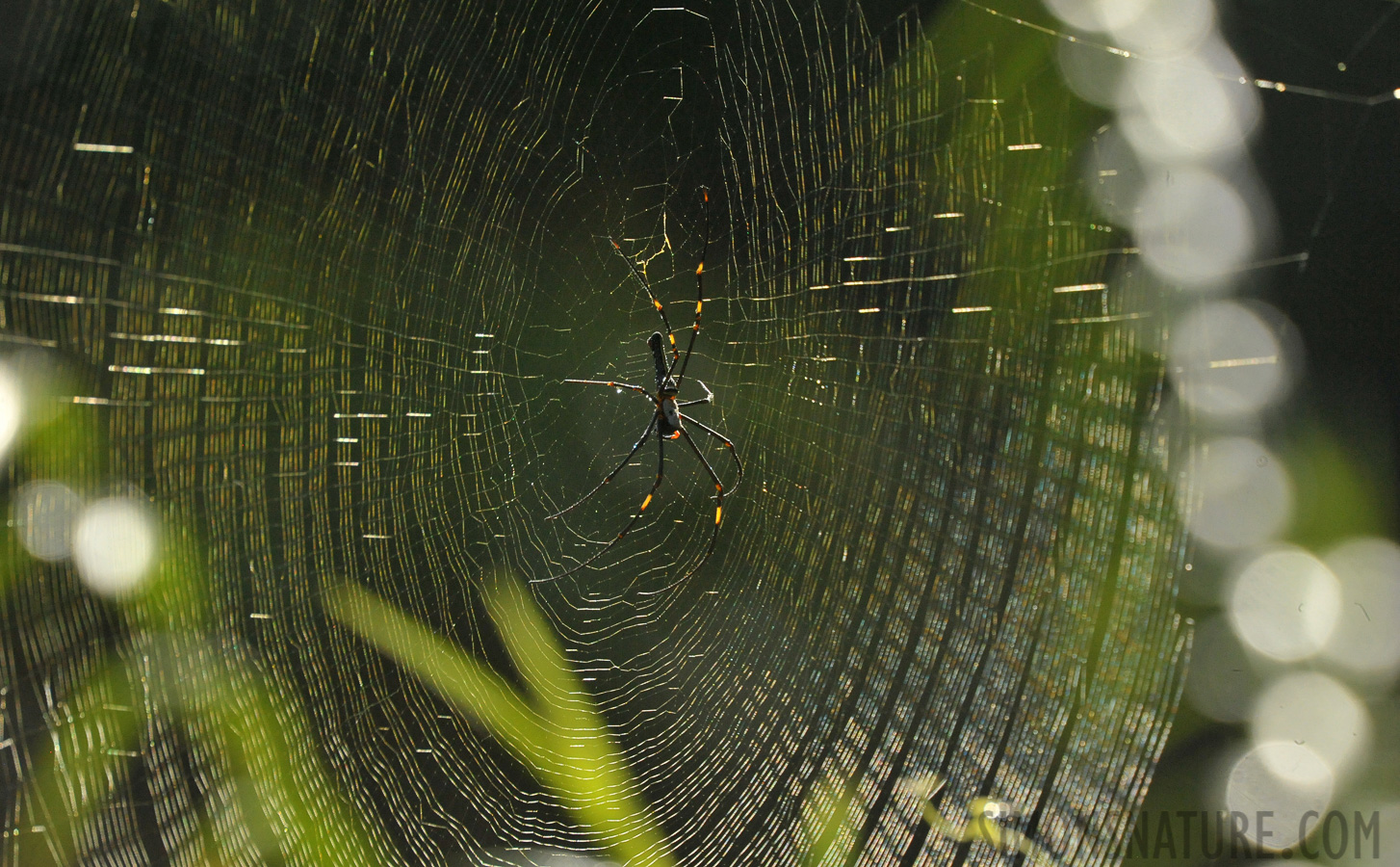 Nephila pilipes jalorensis [550 mm, 1/5000 sec at f / 9.0, ISO 4000]